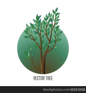 Tree with green leaves. Vector tree round icon. Tree forest, leaf tree isolated, tree branch nature green, plant eco branch tree, organic natural wood illustration. Vector illustration. Tree with Green Leaves.
