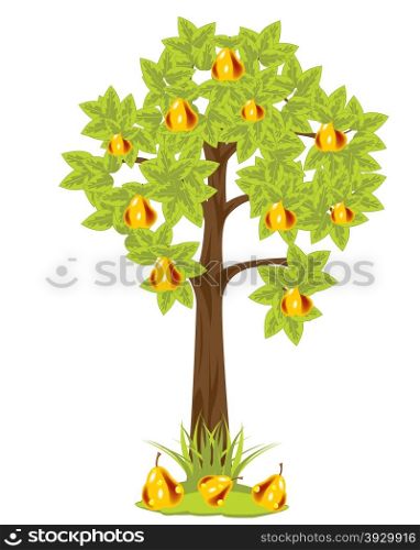 Tree with pear. Tree with ripe pear on white background is insulated
