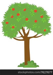 Tree with ripe apple, harvesting fruit, picking apple. Sweet product, orchard element, countryside plant, gardening or farming, crop food, rustic vector. Picking apples concept. Flat cartoon. Picking Apple, Green Tree with Ripe Product Vector