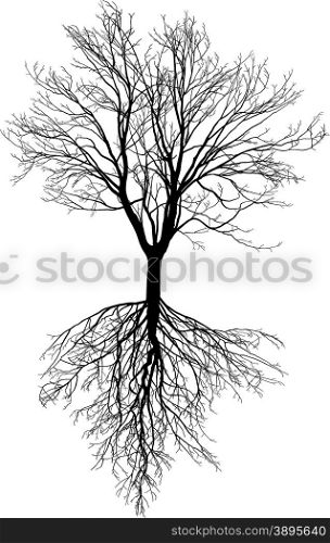 Tree without leaves with roots