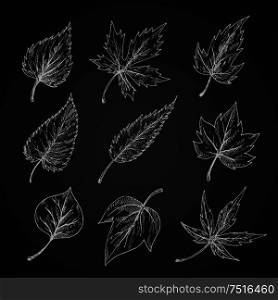 Trees and bushes leaves chalk sketches on blackboard with detailed arrangement of veins and shapes of margins. Stylized engraving foliage for nature, ecology, seasonal theme. Leaves silhouettes chalk cketches set