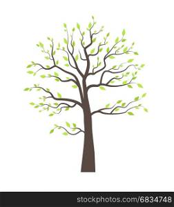 Trees with leaves. Vector illustration of a tree with leaves on a white background