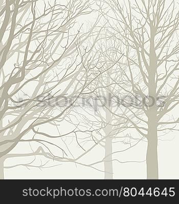 Trees without leaves in the fog. Forest background