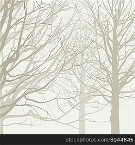 Trees without leaves in the fog. Forest background