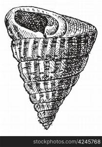 Trochiform Shape of a Shellfish, vintage engraved illustration. Dictionary of Words and Things - Larive and Fleury - 1895