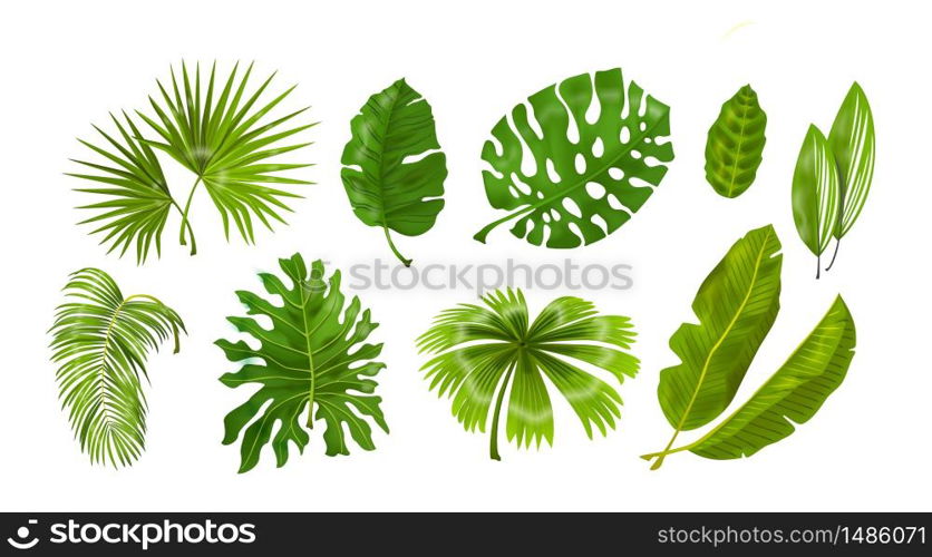 Tropic plants. Monstera and palm jungle leaves, green exotic foliage, nature botanical decorative collection. Vector illustration isolated collection tropical leaf set. Tropic plants. Monstera and palm jungle leaves, green exotic foliage, nature botanical decorative collection. Vector isolated set