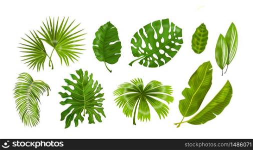 Tropic plants. Monstera and palm jungle leaves, green exotic foliage, nature botanical decorative collection. Vector illustration isolated collection tropical leaf set. Tropic plants. Monstera and palm jungle leaves, green exotic foliage, nature botanical decorative collection. Vector isolated set