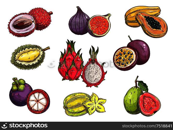 Tropical and exotic fruits. Isolated vector sketch of lychee, durian, mangosteen, fig, dragon fruit, carambola, papaya, passion fruit guava. Hand drawn tropical and exotic fruits