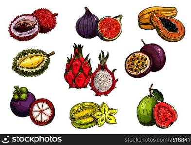 Tropical and exotic fruits. Isolated vector sketch of lychee, durian, mangosteen, fig, dragon fruit, carambola, papaya, passion fruit guava. Hand drawn tropical and exotic fruits