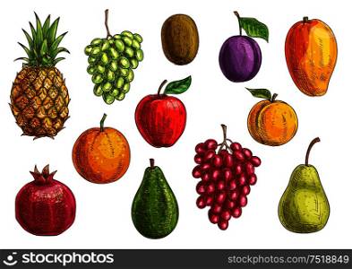 Tropical and exotic fruits set. Isolated vector sketch icons of juicy pineapple, green and red grape, pomegranate, orange, kiwi, apple, pear, guava, plum, apricot mango. Tropical and exotic fruits isolated icons