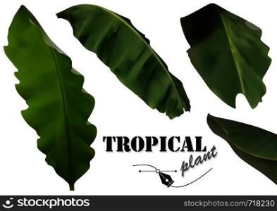 Tropical Banana Palm Leaves Set