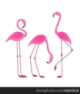 Tropical bird flamingos. Vector illustration of a pink flamingo. Tropical bird flamingos
