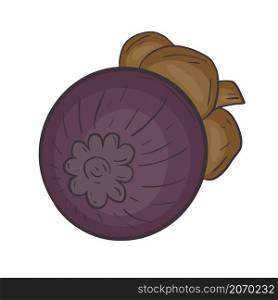Tropical exotic fruit mangosteen isolated vector illustration. Delicious organic food