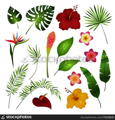 Tropical flowers and leaves. Caribbean tropical flower leaf hibiscus orchid hawaii exotic, garden jungle summer botanical vector illustration. Tropical flowers and leaves. Caribbean tropical flower leaf hibiscus orchid hawaii exotic, garden jungle summer image