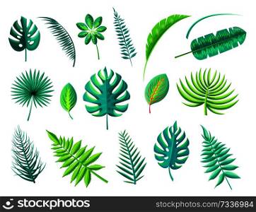 Tropical foliage collection, leaves of different shapes and shades color, monstera fern, exotic plants set isolated on vector illustration. Tropical Foliage Collection Vector Illustration