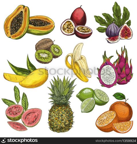 Tropical fruits. Guava, passion fruit, figs, kiwi, mango, banana, pitahaya, guava, pineapple, lime, orange. Full color realistic sketch vector illustration. Hand drawn painted illustration.