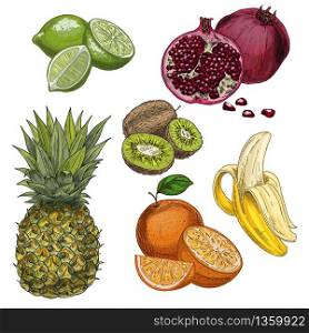 Tropical fruits. Pineapple, lime, pomegranate, kiwi, banana, orange. Full color realistic sketch vector illustration. Hand drawn painted illustration.