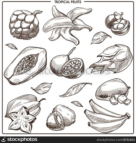Tropical fruits vector sketch. Exotic fruits collection of papaya, mango or kiwi and mangosteen or lychee, banana with rambutan or carambola starfruit and passionfruit. Tropical exotic vector sketch fruits