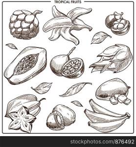 Tropical fruits vector sketch. Exotic fruits collection of papaya, mango or kiwi and mangosteen or lychee, banana with rambutan or carambola starfruit and passionfruit. Tropical exotic vector sketch fruits