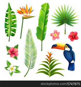 Tropical gardens leaves and flower set with toucan bird isolated vector illustration
