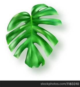 Tropical green monstera leaf on white background vector. Beautiful botanical isolated design element, tropic jungle palm plant, exotic philodendron leaf in realistic style. Tropical green monstera leaves on white background