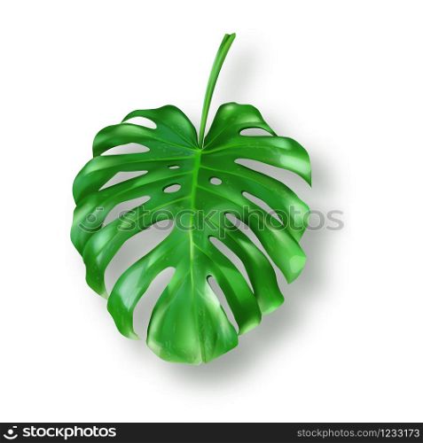 Tropical green monstera leaf on white background vector. Beautiful botanical isolated design element, tropic jungle palm plant, exotic philodendron leaf with stem in realistic style. Tropical green monstera leaves on white background