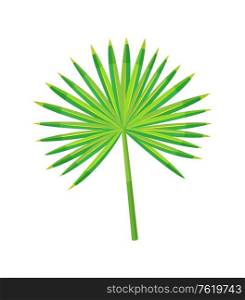 Tropical leaf isolated icon closeup vector. Fan green palm exotic plant foliage. Greenery for decoration and summer design, natural element vector. Fan Green Palm Exotic Plant Foliage Design Vector