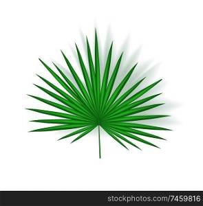 Tropical leaf isolated icon closeup with shade vector. Fan palm exotic plant foliage, chamaerops humilis. Greenery for decoration and summer design. Tropical Leaf Icon Closeup Vector Illustration