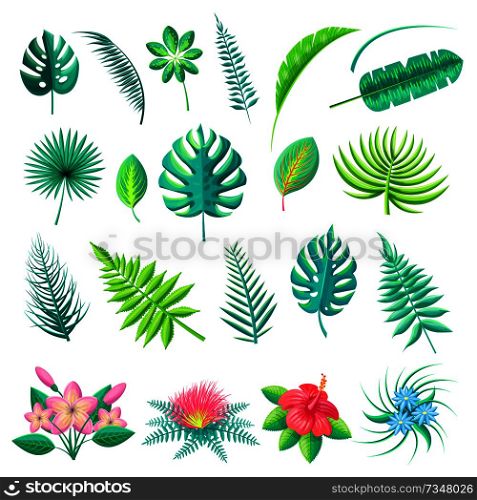 Tropical leaves and flowers collection, branch monstera fern in blossom, vector illustration isolated on white background, exotic flora elements set. Tropical Leaves and Flowers Vector Illustration