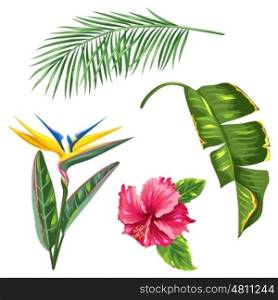 Tropical leaves and flowers set. Palms branches, bird of paradise flower, hibiscus.