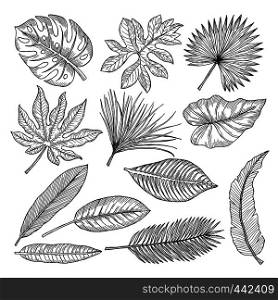 Tropical leaves and plants. Vector hand drawing pictures isolate. Illustration of tropical leaf palm. Tropical leaves and plants. Vector hand drawing pictures isolate