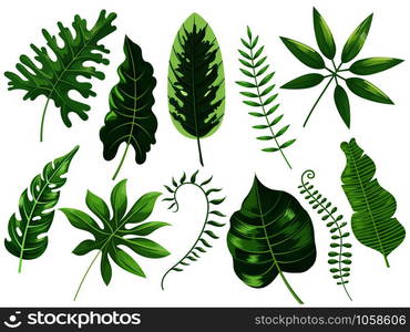 Tropical leaves. Exotic tropic leaf, botanic rainforest and tropics travel leafs painting. Botanical plants ficus, philodendron green leaf. Cartoon vector isolated illustration icons set. Tropical leaves. Exotic tropic leaf, botanic rainforest and tropics travel leafs painting cartoon vector isolated illustration set