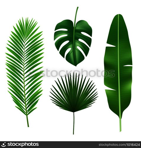 Tropical leaves. Jungle green plant nature realistic vector element. Exotic leaf tropical from summer jungle illustration. Tropical leaves. Jungle green plant nature realistic vector element