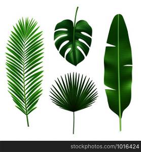 Tropical leaves. Jungle green plant nature realistic vector element. Exotic leaf tropical from summer jungle illustration. Tropical leaves. Jungle green plant nature realistic vector element