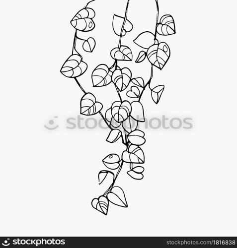 Tropical leaves or spotted betel. beautiful hand drawn exotic plants on white background. vector design.