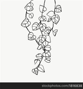 Tropical leaves or spotted betel. beautiful hand drawn exotic plants on white background. vector design.