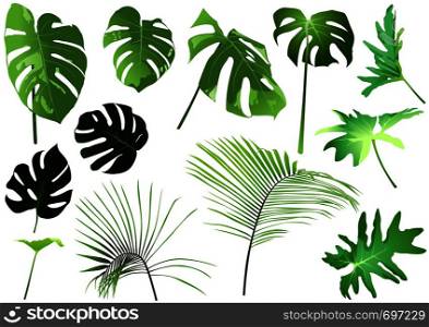 Tropical Leaves Set