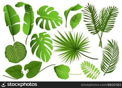 Tropical leaves set graphic elements in flat design. Bundle of different type exotic leaves, green jungle plants, monstera, banana and other botanical branches. Vector illustration isolated objects