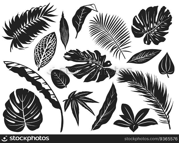 Tropical leaves silhouette. Palm tree leaf, coconut trees and monstera leafs black silhouettes vector illustration set. Monochrome silhouette black tropical jungle greenery. Tropical leaves silhouette. Palm tree leaf, coconut trees and monstera leafs black silhouettes vector illustration set