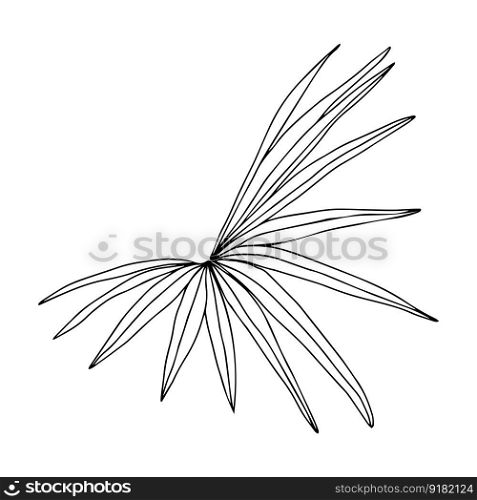 Tropical leaves vector illustration, leaf of plants and palm trees, tropical paradise exotic elements. Jungle palm leaves design, ink hand drawn