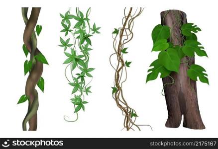Tropical lianas. Twisted exotic jungle woody plants green climbs tendrils botanical nature objects decent vector realistic pictures. Illustration liana creeper, jungle exotic green. Tropical lianas. Twisted exotic jungle woody plants green climbs tendrils botanical nature objects decent vector realistic pictures