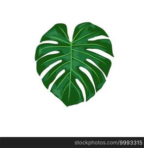 tropical monstera leaves vector illustration. Monstera plant leaves 