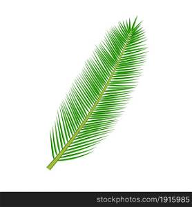 tropical palm leave isolated on white background. Jungle green palm leaf floral element. tropical palm leave