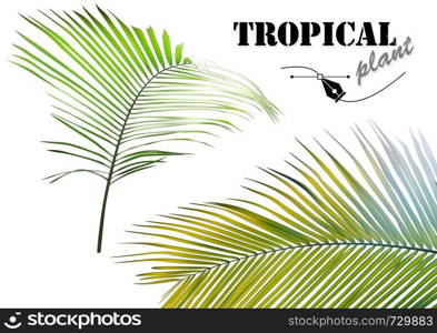 Tropical Palm Leaves