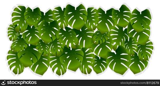 Tropical palm leaves on a white background. Green vector background from jungle or monstera leaves. Realistic illustration for banner, advertisement or wallpaper.