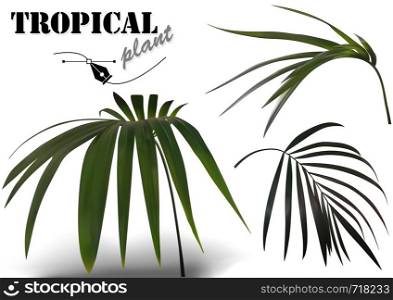 Tropical Palm Leaves Set