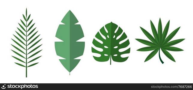 Tropical Palm, Monstera Leaves Icon Isolated on White Background. Natural Design Element set. Vector Illustration EPS10. Tropical Palm, Monstera Leaves Icon Isolated on White Background. Natural Design Element set. Vector Illustration