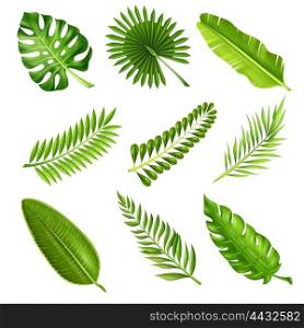 Tropical Palm Tree Branches. Collection of green decorative elements in realistic style showing different shapes of tropical palm tree branches on white background isolated vector illustration