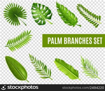 Tropical palm tree branches realistic transparent set isolated vector illustration . Palm Tree Branches Set