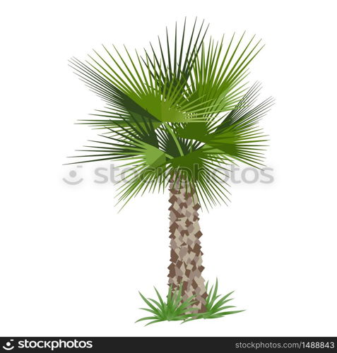 Tropical palm tree isolated on white background. Vector illustration. Tropical palm tree. Vector illustration